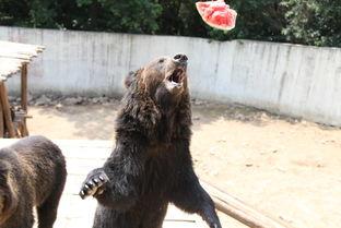 狮子吃瓜的季节,探寻非洲草原上的季节性美食之旅