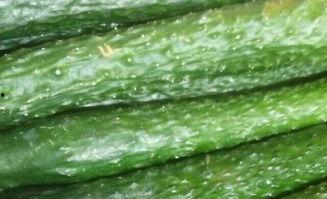 成都武侯区吃瓜,瓜果飘香，美食地图探秘