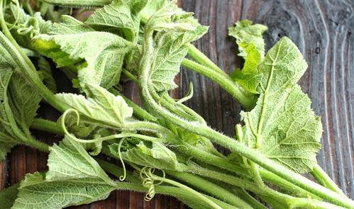 瓜尖如何摘取吃,瓜尖采摘与美味享用指南