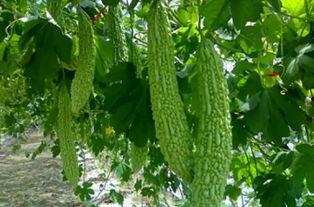 南通话吃瓜,趣味横生的方言文化解读